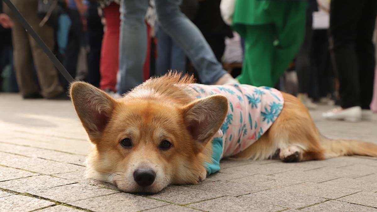    Фото: Анатолий Цымбалюк / Вечерняя Москва