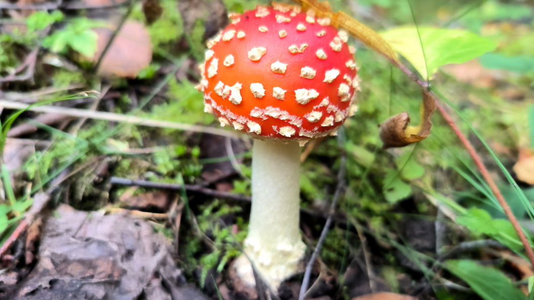    Фото: Maksim Konstantinov/Globallookpress