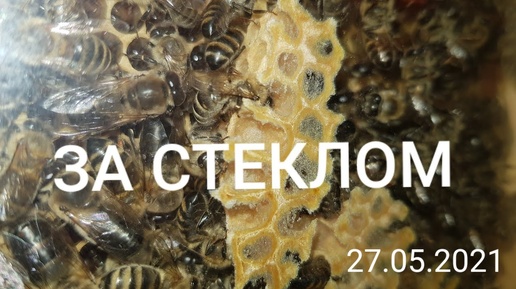 Пчёлы за стеклом