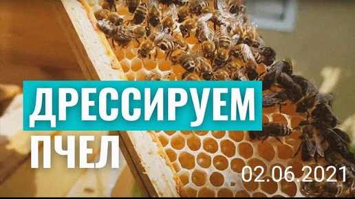 ДРЕССИРУЕМ ПЧЁЛ