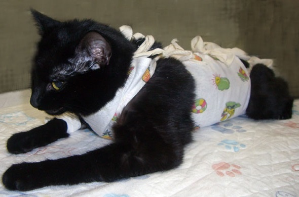 Попонка для кошки после стерилизации. Уход за кошкой после стерилизации первые. Коты после стерилизации. Повязка после стерилизации кошки. Стерилизация кошки шов после стерилизации.