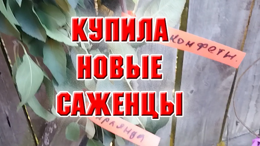 Купила новые саженцы