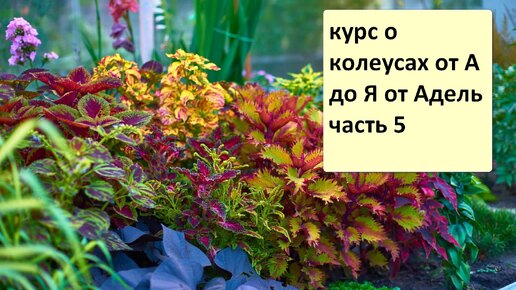 КУРАС О КОЛЕУСАХ ОТ А ДО Я ОТ АДЕЛЬ. ЧАСТЬ 5