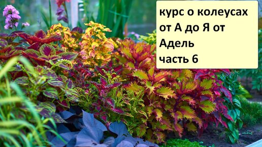 КУРС О КОЛЕУСАХ ОТ А ДО Я ОТ АДЕЛЬ.ЧАСТЬ 6