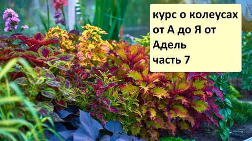 КУРС О КОЛЕУСАХ ОТ А ДО Я ОТ АДЕЛЬ. ЧАСТЬ 7