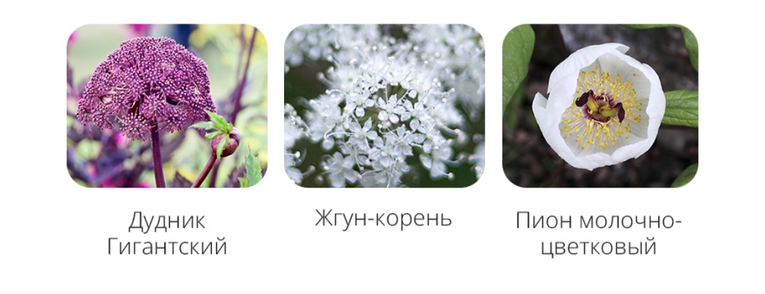 Ингредиенты хемохим.