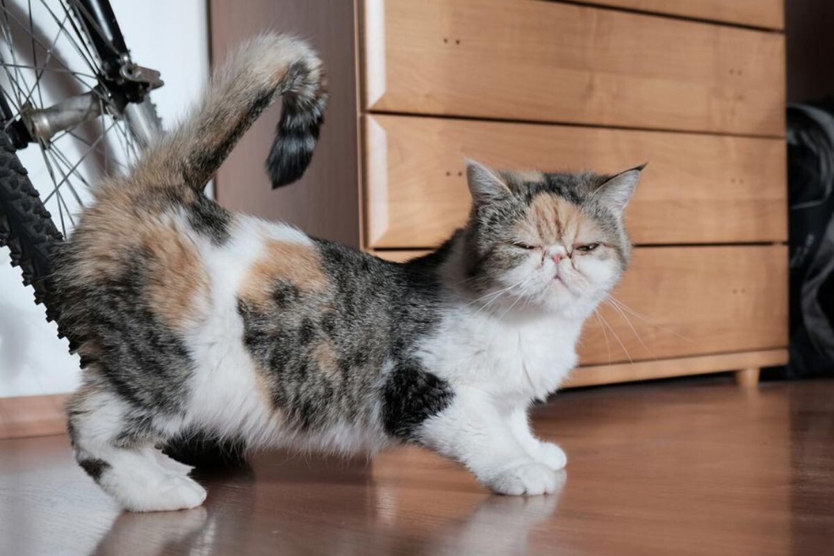 Признаки течки у кошек