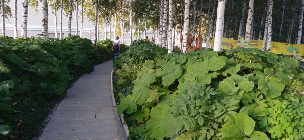 Березовая роща на территории ГЭС в Москве