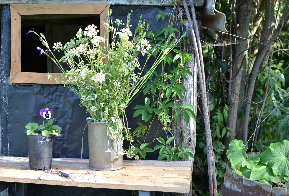 Букет из сныти в моем саду