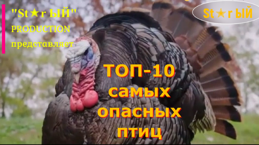 Подборка ТОП-10 самых опасных птиц