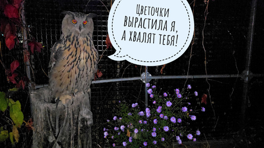 Все видели вольную сову, кроме меня! Пришли ночные холода, сова Ёль докладывает о событиях