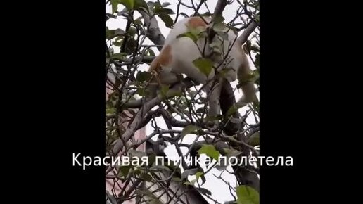 Смешные видео с кошками!