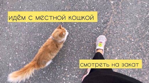 Download Video: идём с местной кошкой | смотреть на закат