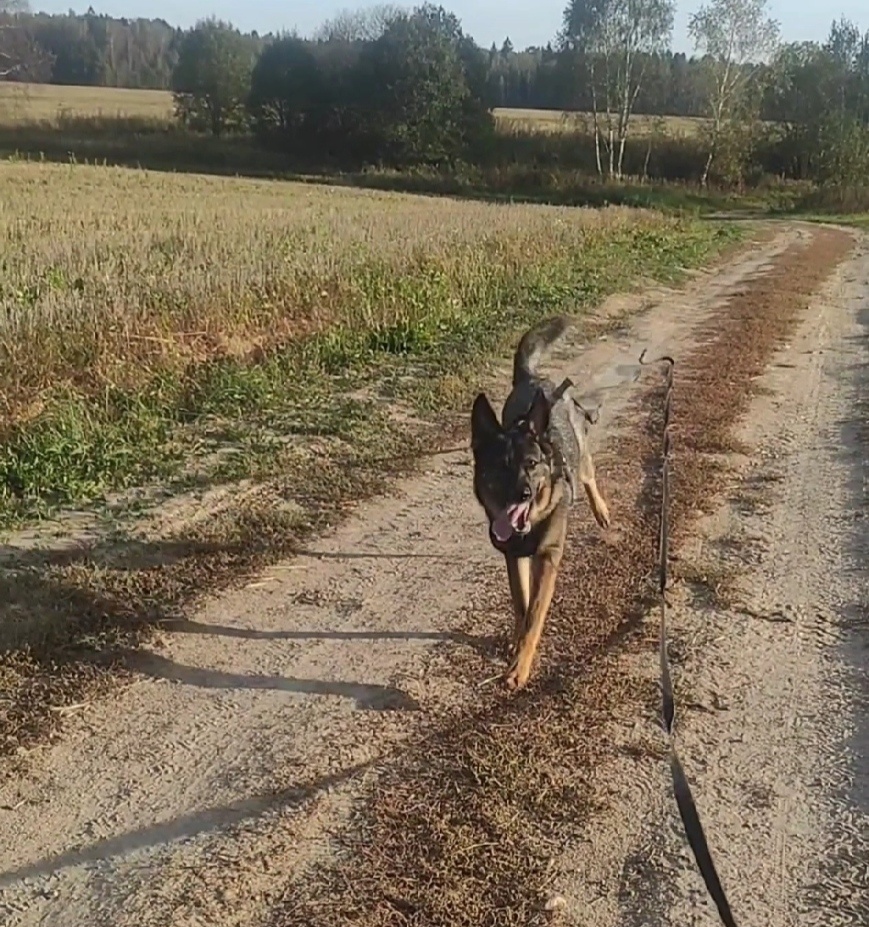 Несется, неуч, на подзыв. 