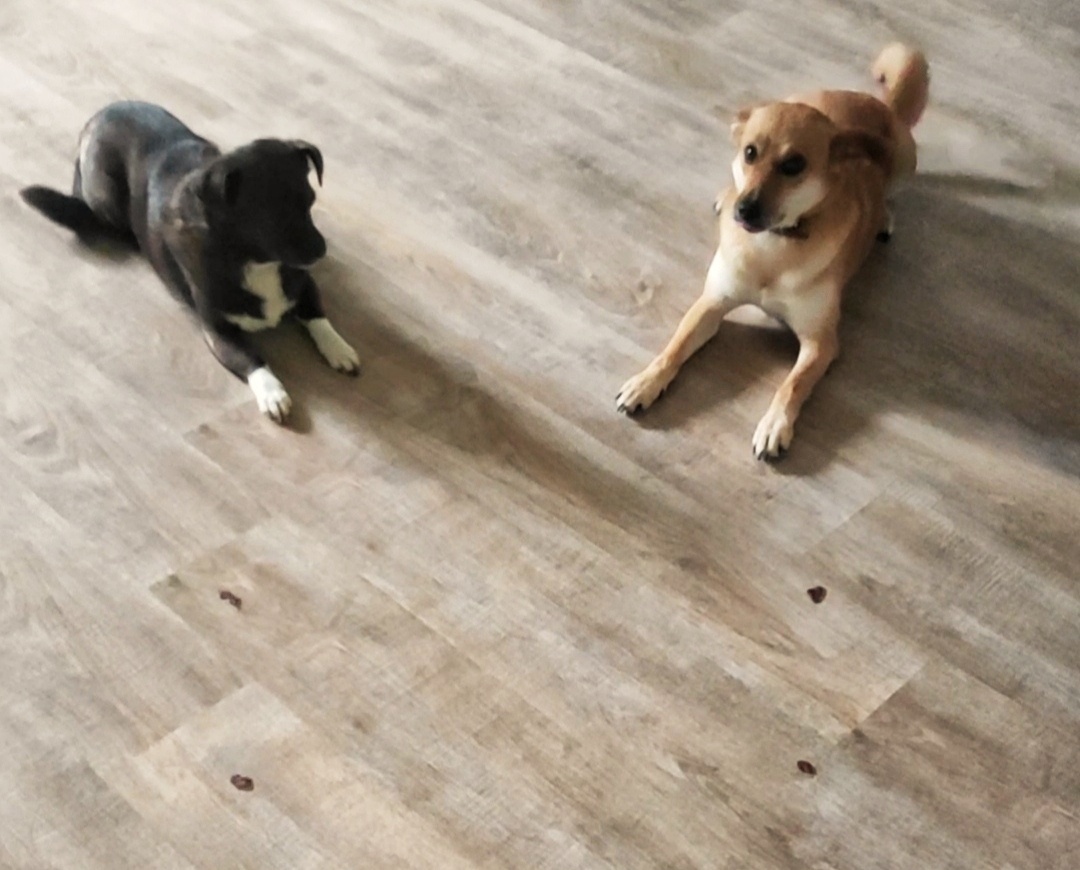 Неучи, лежат, ждут... 