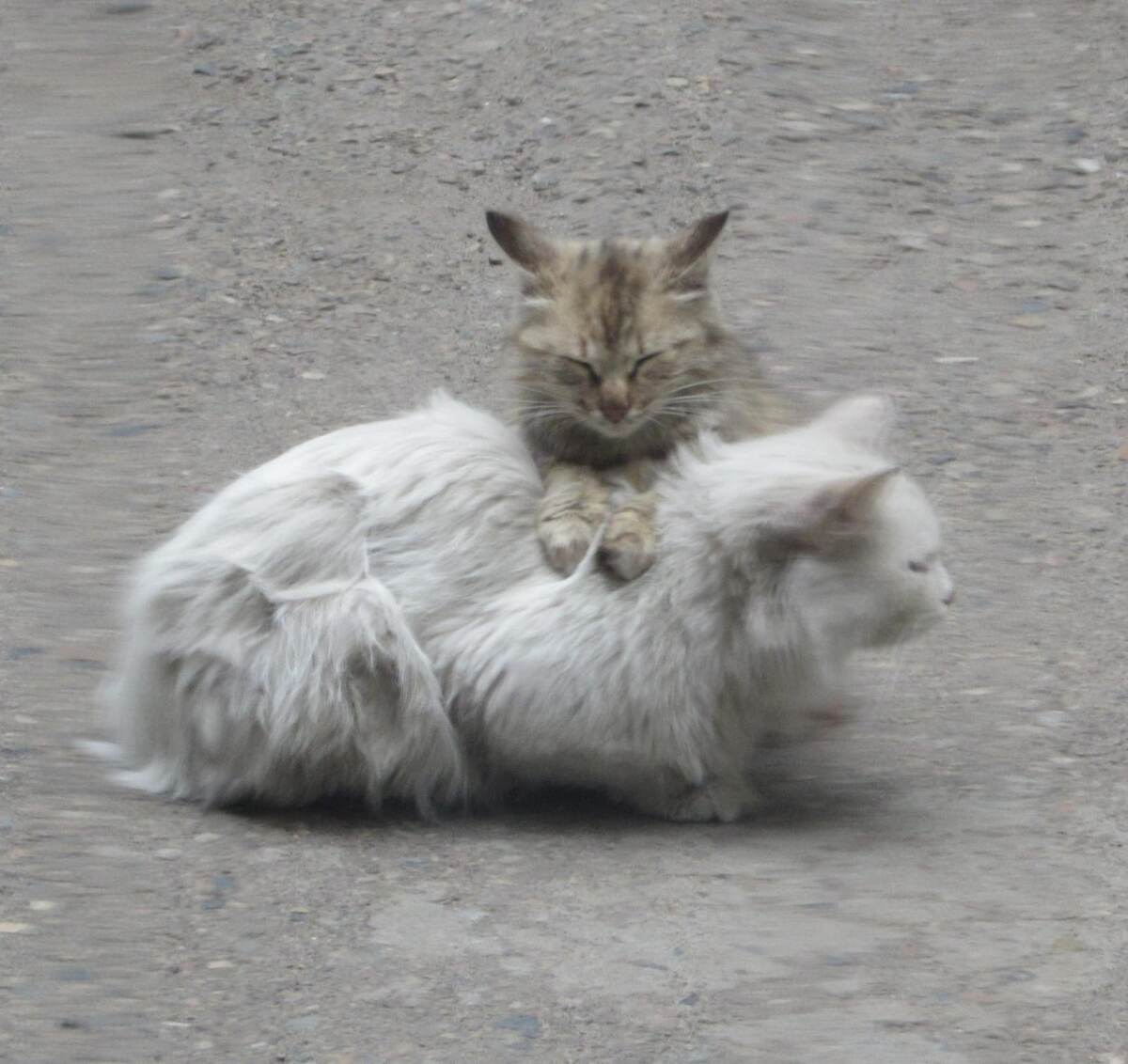 Когда было холодно ,Пушинка так прижимались к Снежку.(фото моё)