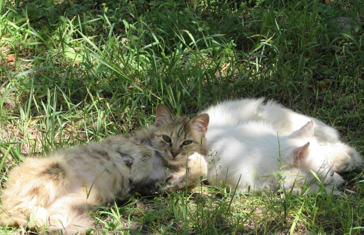 С милым рай и на траве. Здесь она вылизывала свою лапку и тут увидела меня 🙂(фото моё)