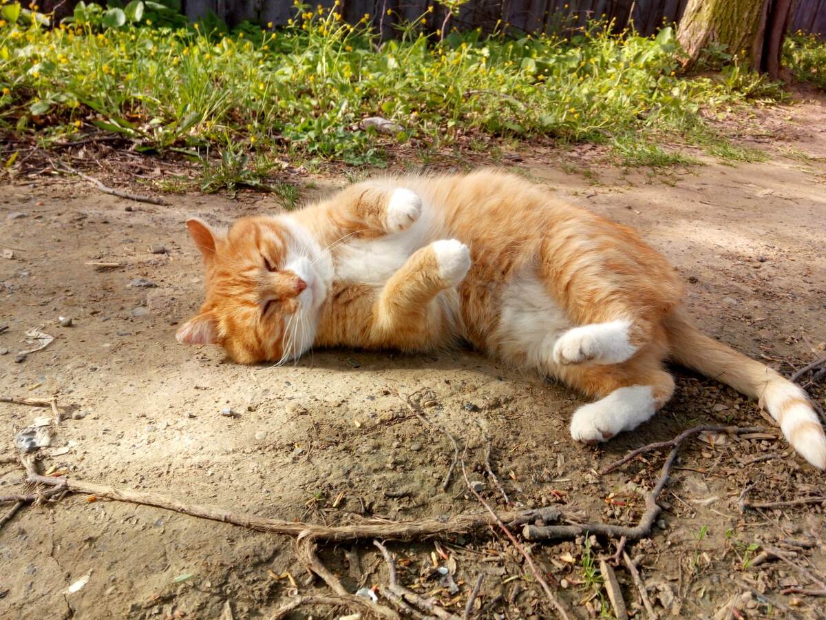 Конечно, кошки на даче валяются на земле