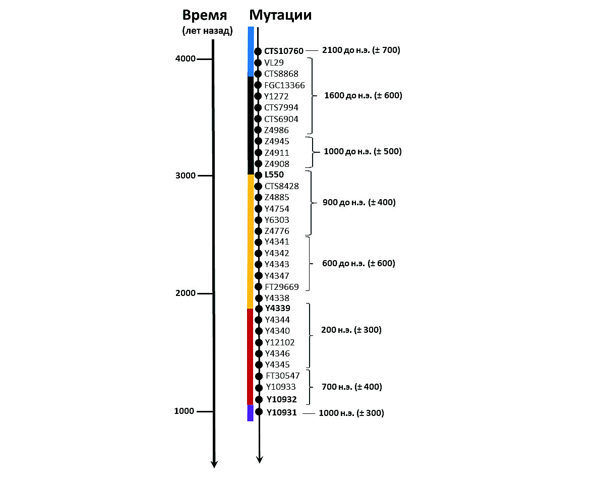Последовательность мутаций на Y-хромосоме в генетической линии, ведущей к Рюриковичам, оказавшимся носителями гаплогруппы N1a. Источник изображения: Олег Балановский / Этнографическое обозрение, 2021