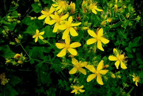 Зверобой продырявленный