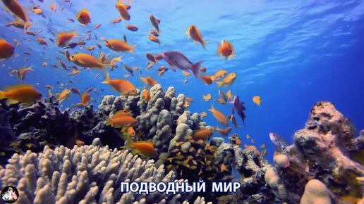 Подводный мир видео красота морских глубин и обитателей (7)