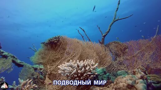 Подводный мир видео красота морских глубин и обитателей (6)