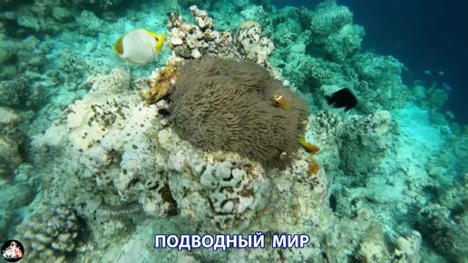 Подводный мир видео красота морских глубин и обитателей (5)