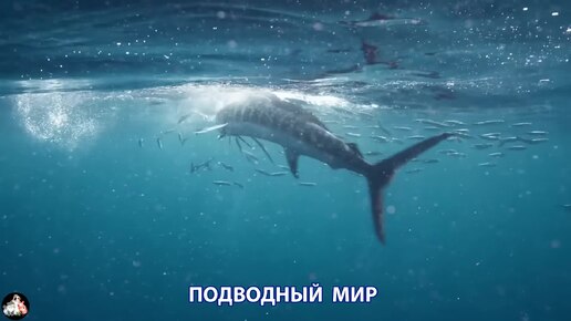 Подводный мир видео красота морских глубин и обитателей (4)