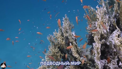 Подводный мир видео красота морских глубин и обитателей (3)