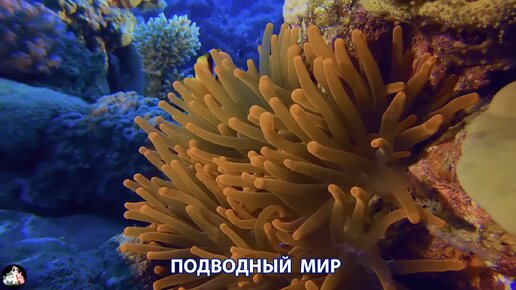 Подводный мир видео красота морских глубин и обитателей (2)