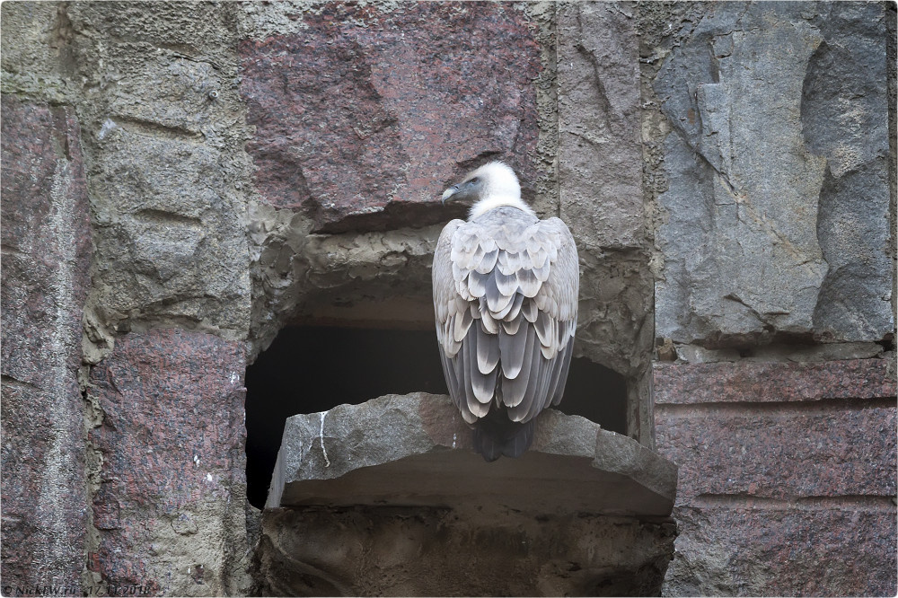 1. Белоголовый сип в Московском зоопарке © NickFW.ru - 17.11.2018г.