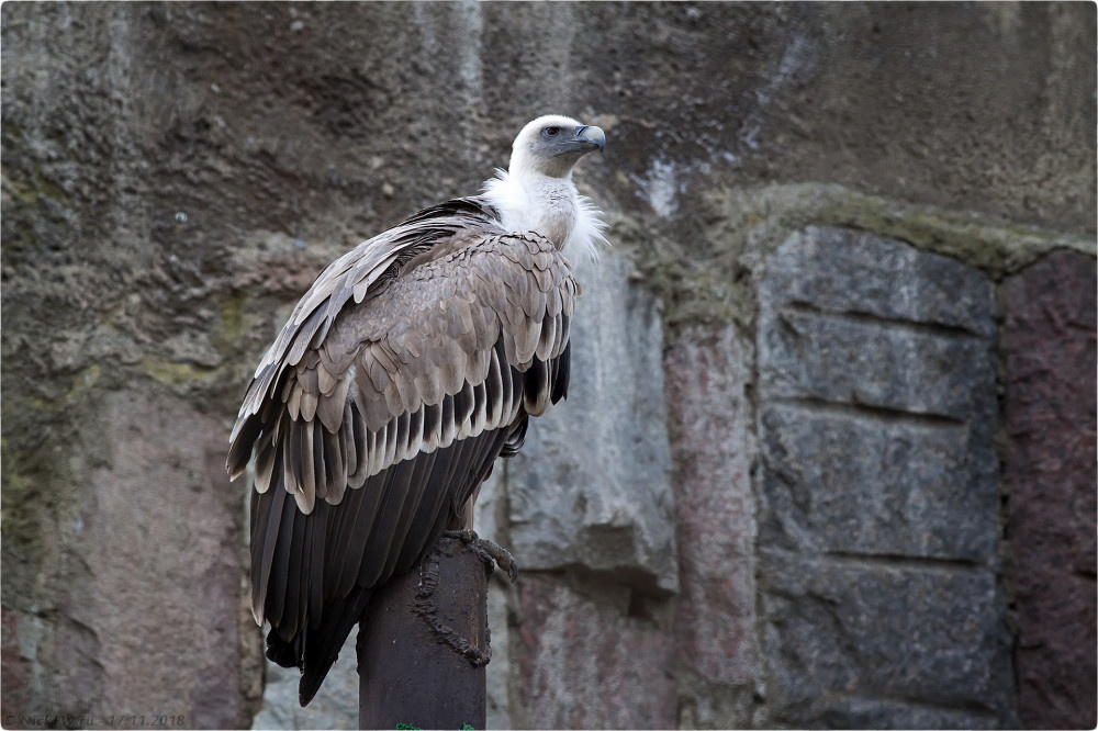 2. Белоголовый сип в Московском зоопарке © NickFW.ru - 17.11.2018г.