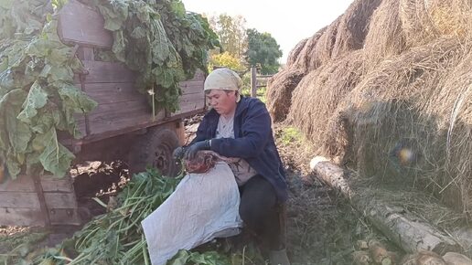 Descargar video: Продолжаем уборку овощей. Убираем кормовую свеклу. Заполняем закрома на зиму. Жизнь в деревне.