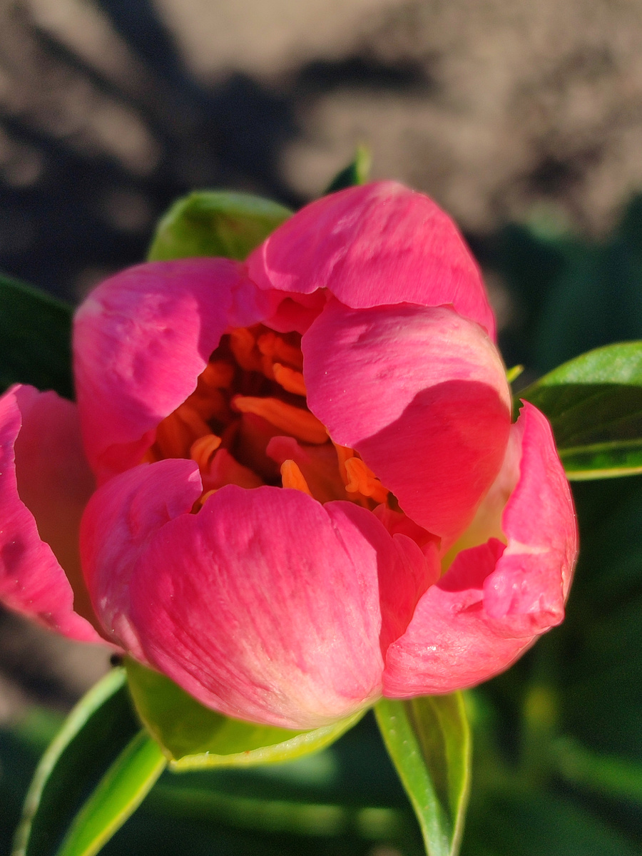 Вот он, самый волнующий момент. Корал Сансет вышел в свет