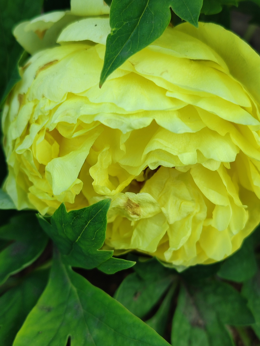 Лет 5 мечтала о жёлтом пионе, думала таких у меня никогда не будет, жизнь распорядилась по-другому. Спасибо маме! Йеллоу Краун в полуроспуске.