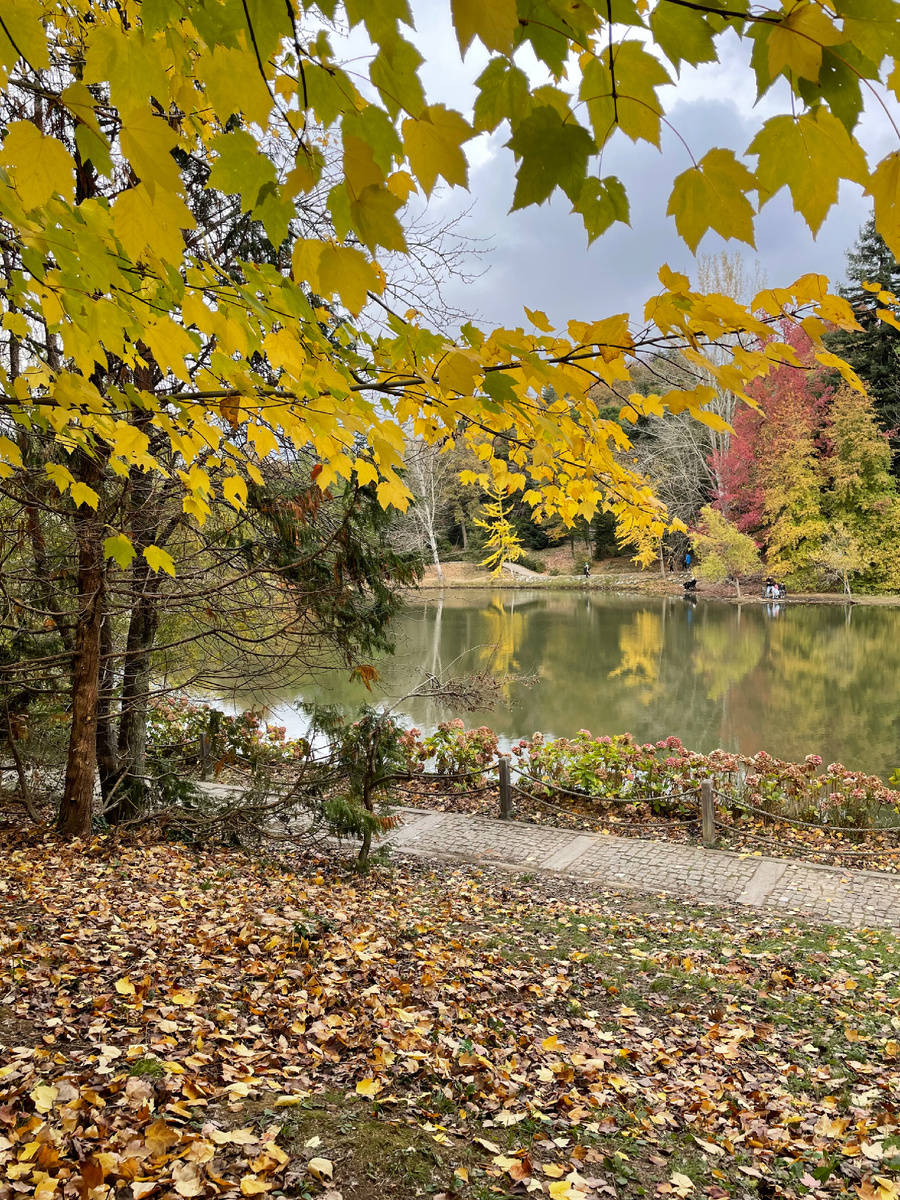 Дендрарий Ататюрка - место, где существует настоящая осень в Стамбуле. Фото сделаны в середине ноября, листай галерею, чтобы увидеть больше осенних красок➡️➡️➡️