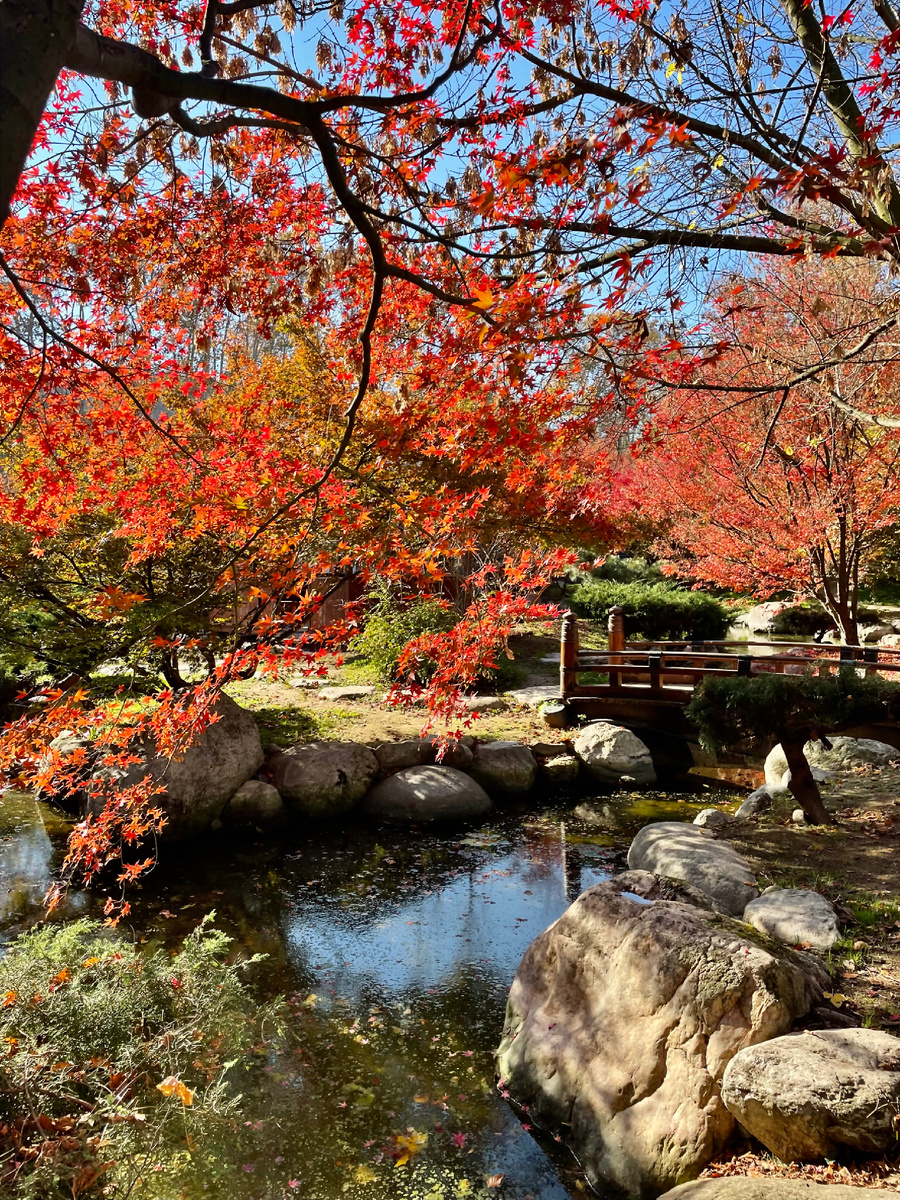 Японский сад в Стамбуле дарит нам багряную осень