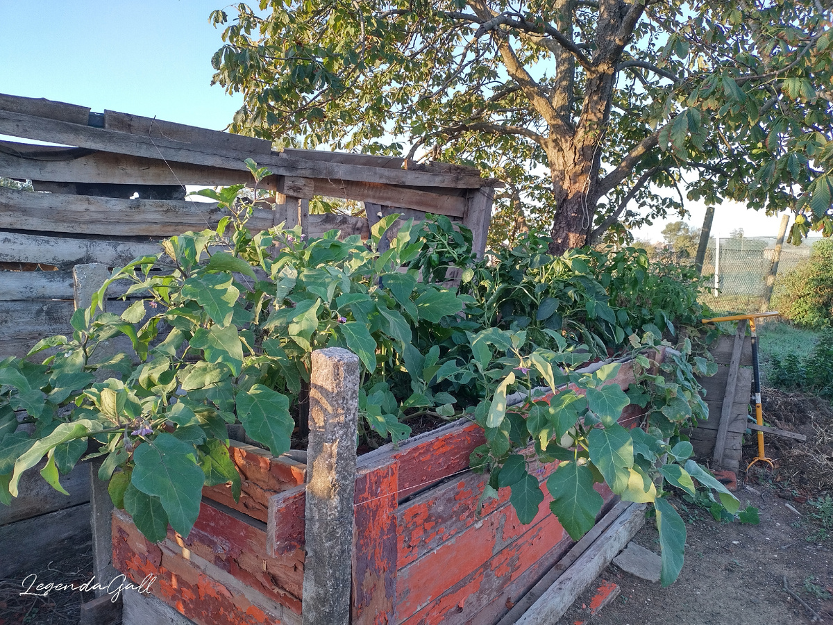А тут всего четыре кустика....