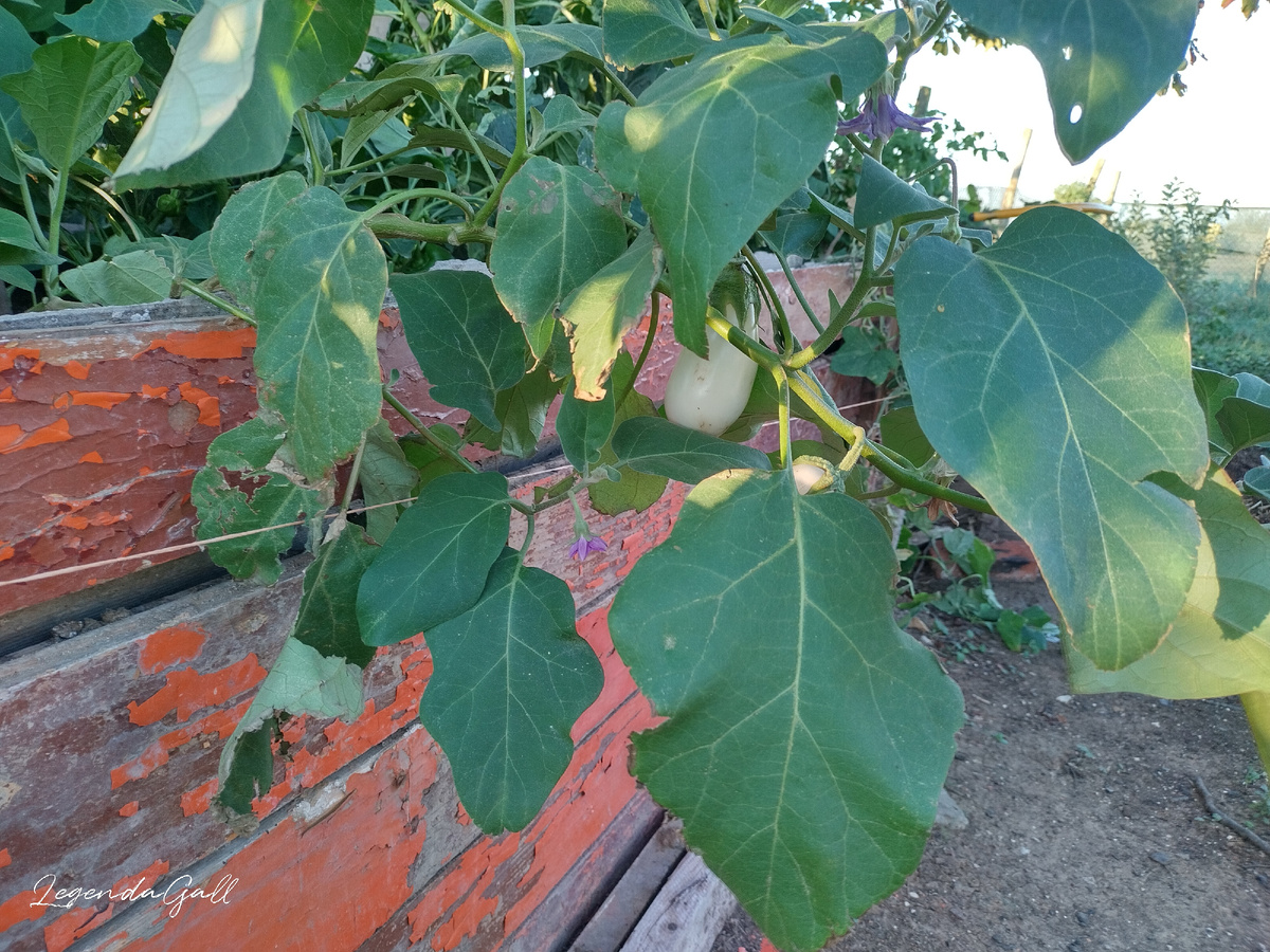 И снова куча плодов....