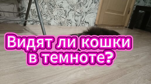 Кошки видят в темноте намного лучше чем кто-либо