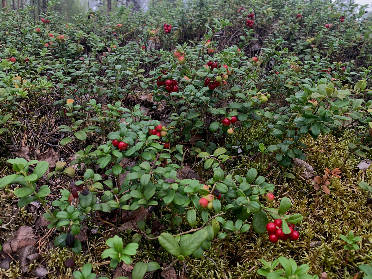Брусника уже на подходе. 