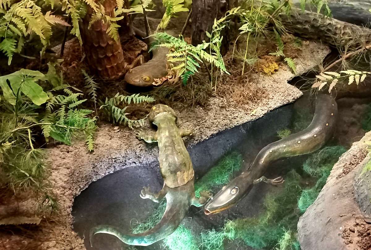 Донецкий краеведческий музей. Зал палеонтологии. фото сентябрь 2024 года