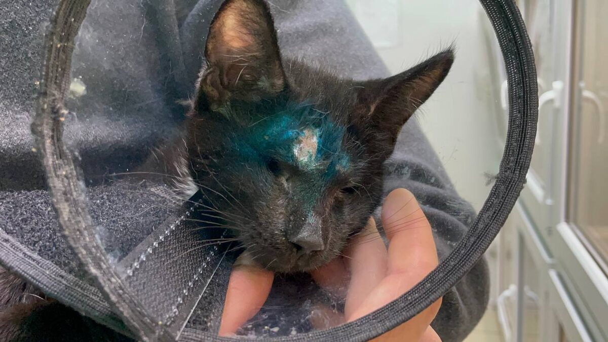 Что чувствует слепой котенок, который потерял оба глаза? Жизнь в темноте.. 