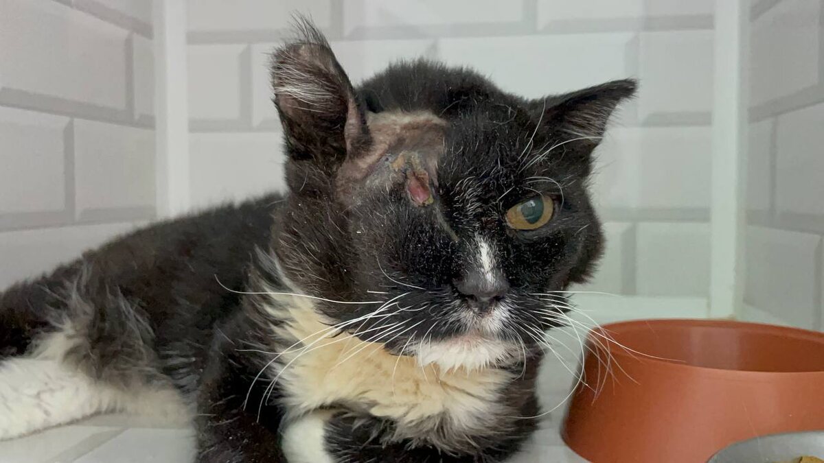 Облили кислотой, выявили сахарный диабет, а теперь впал в кому. Почему жизнь так жестока?