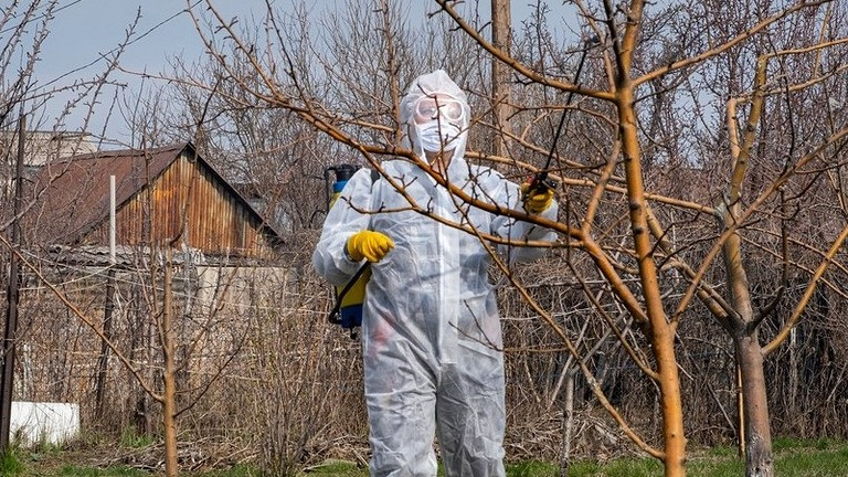 Ежегодно осенью обрабатываю свои яблони от вредителей и болезней. 