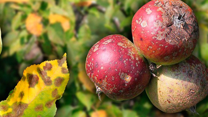 Если в текущем году яблони были поражены паршой, даже если один экземпляр, обрабатываю весь сад.