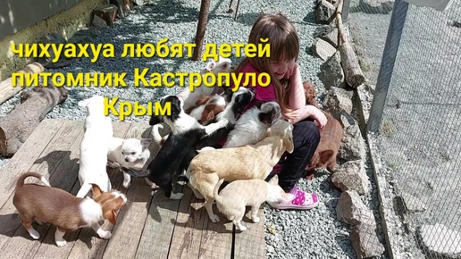 питомник чихуахуа Кастропуло Крым продажа щенков ❤️+79787458062 viber WhatsApp telegram