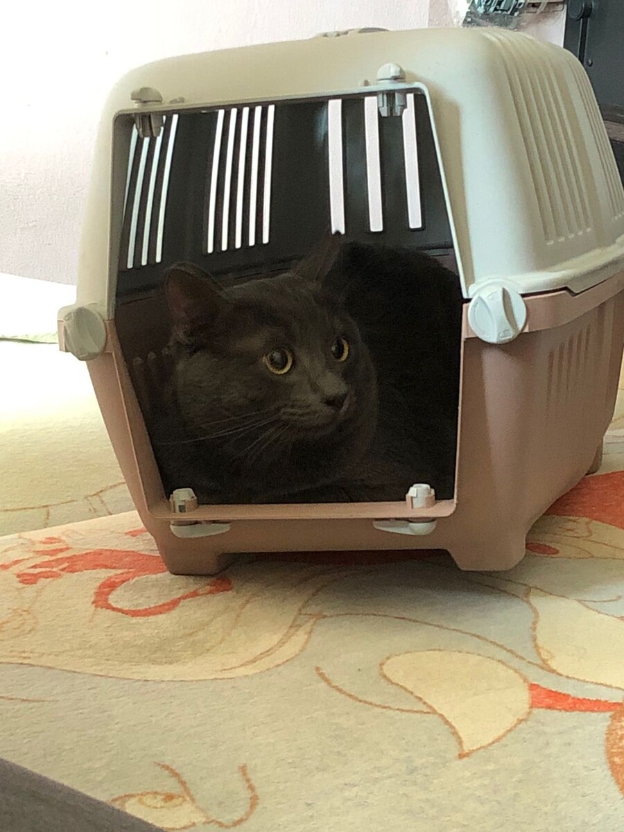 Томас. Первые минуты дома