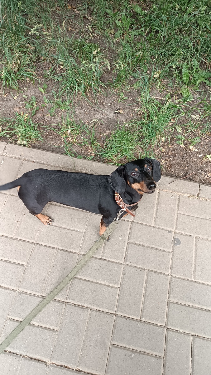 Милашка правда? 