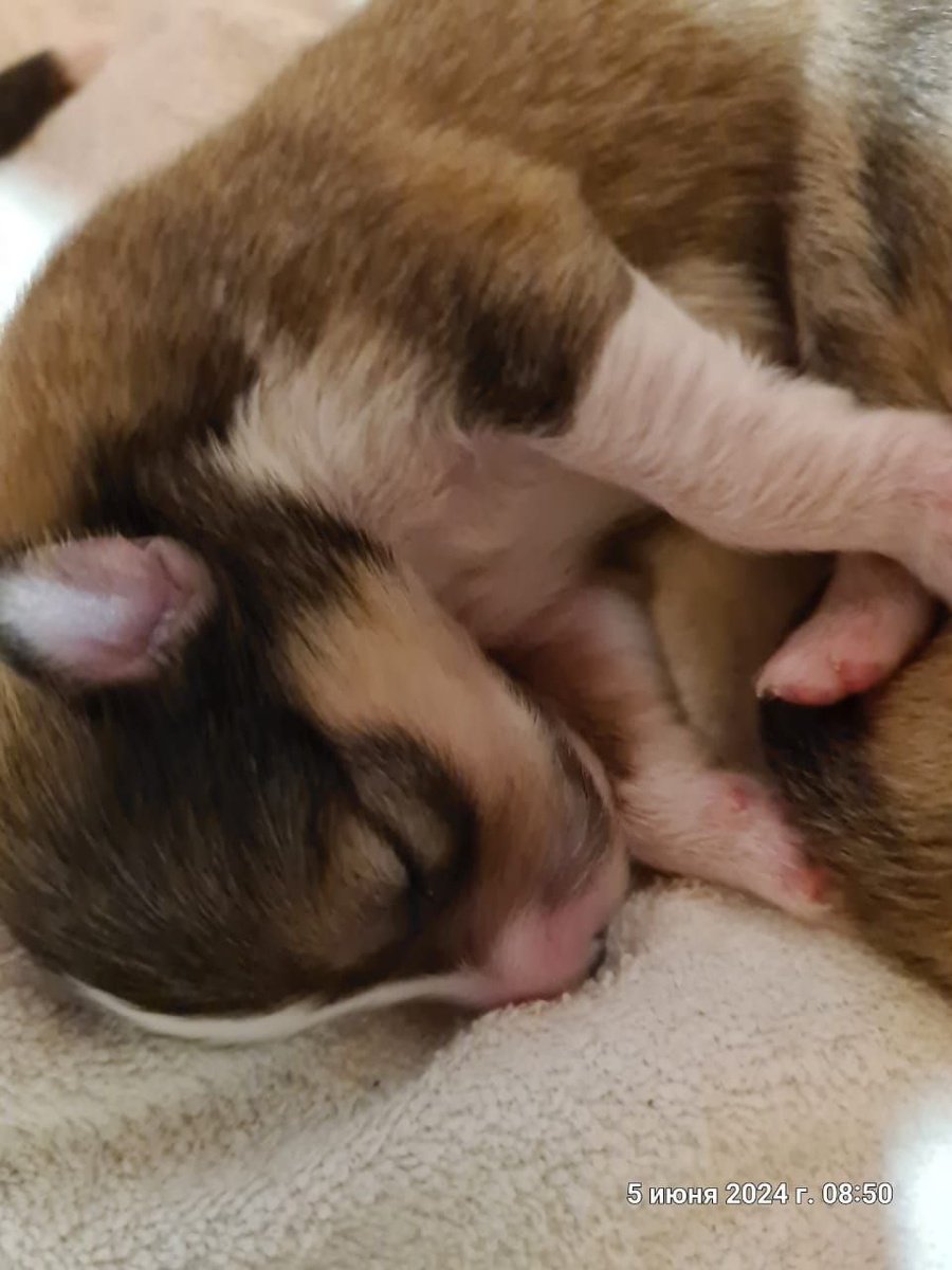 Мне 5 дней, я совсем кроха)